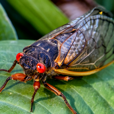 Cicadas Spring 2024: What to Expect