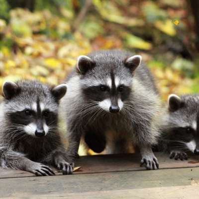 Origin Story of Trash Pandas - Guardians of the Garbage