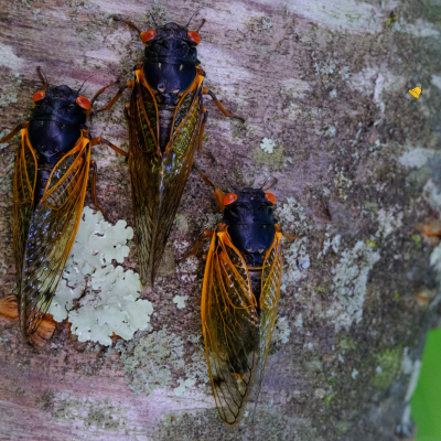 Cicada Invasion 2024 - An Insect Scientist's Perspective